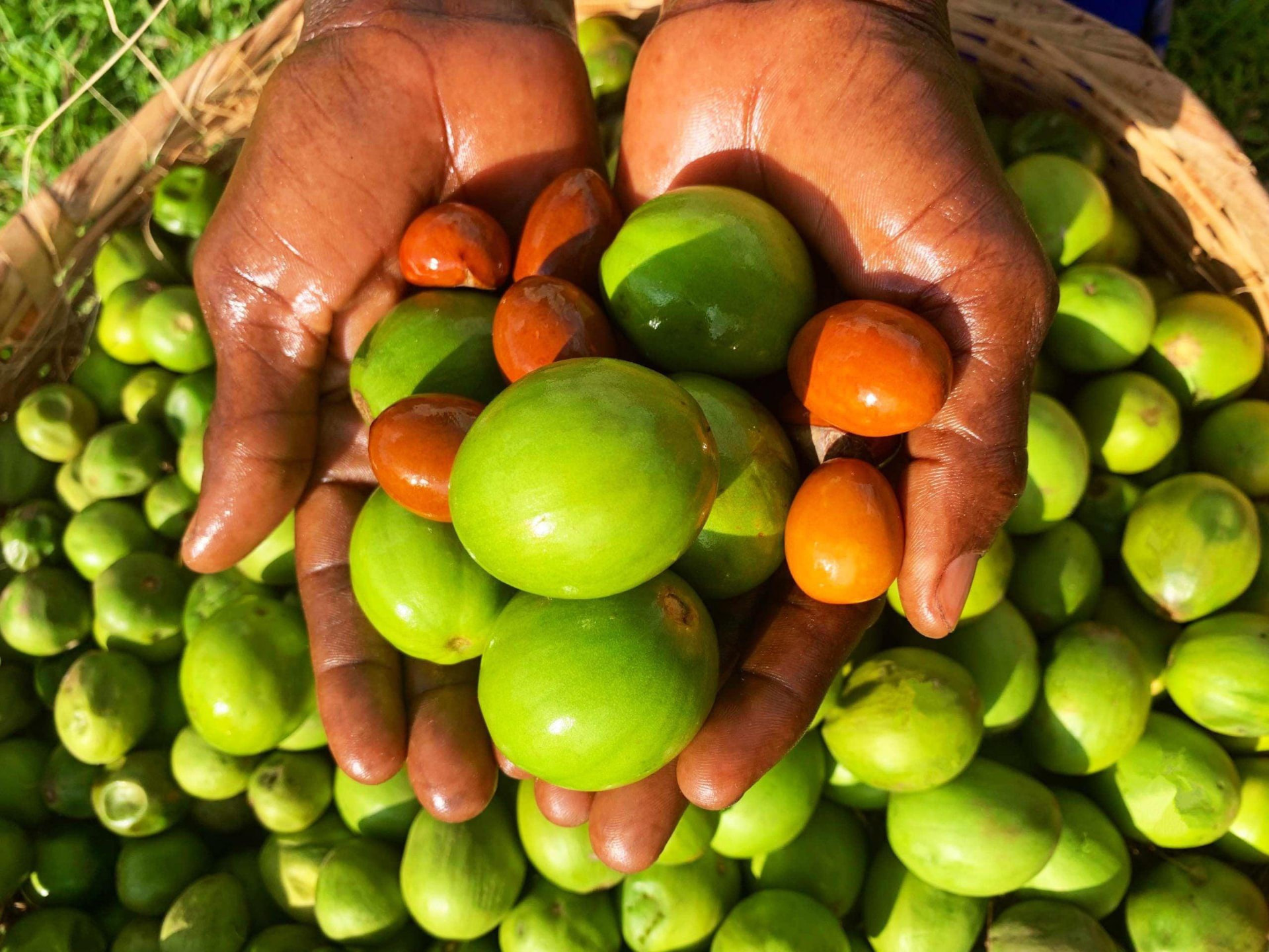 Fruits et noix de karité bruts dans des mains